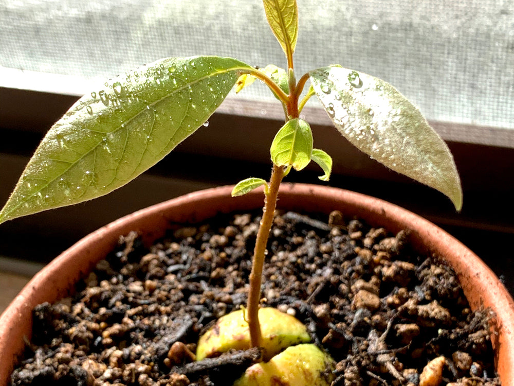 アボカドの育て方】種から実がなるまで何年？植え替え時期は？