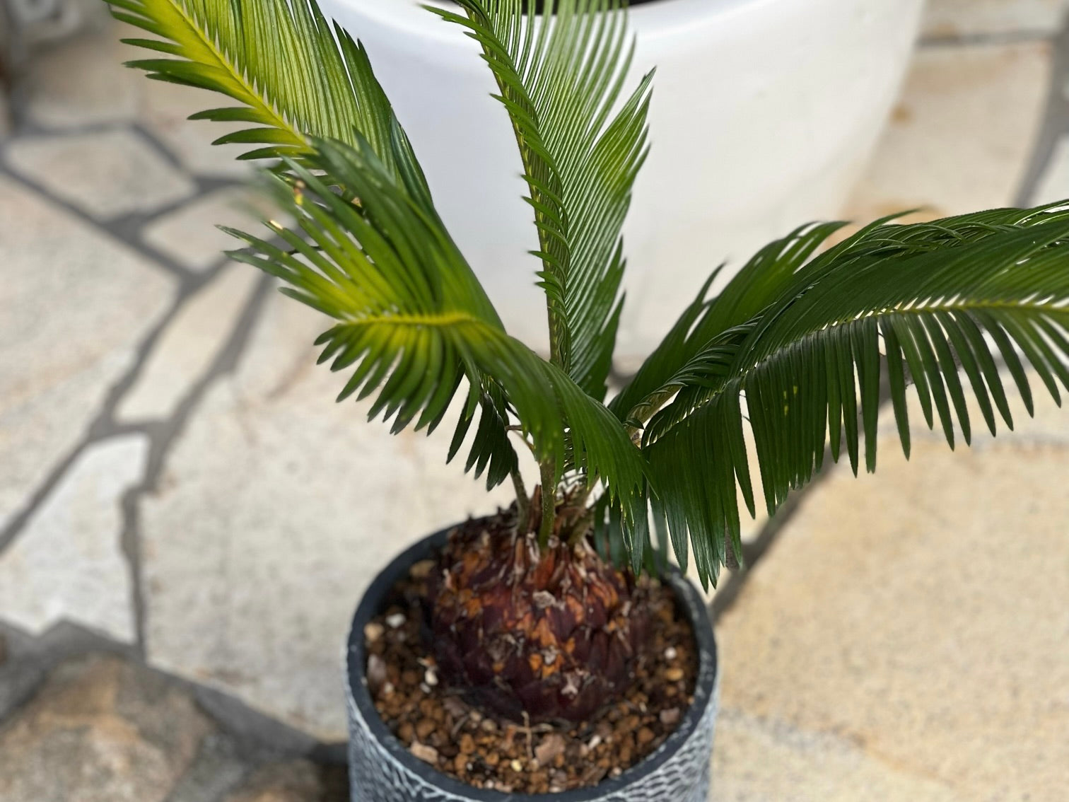 ソテツの育て方と株分け】植え替えや剪定の時期、子株の取り方は？