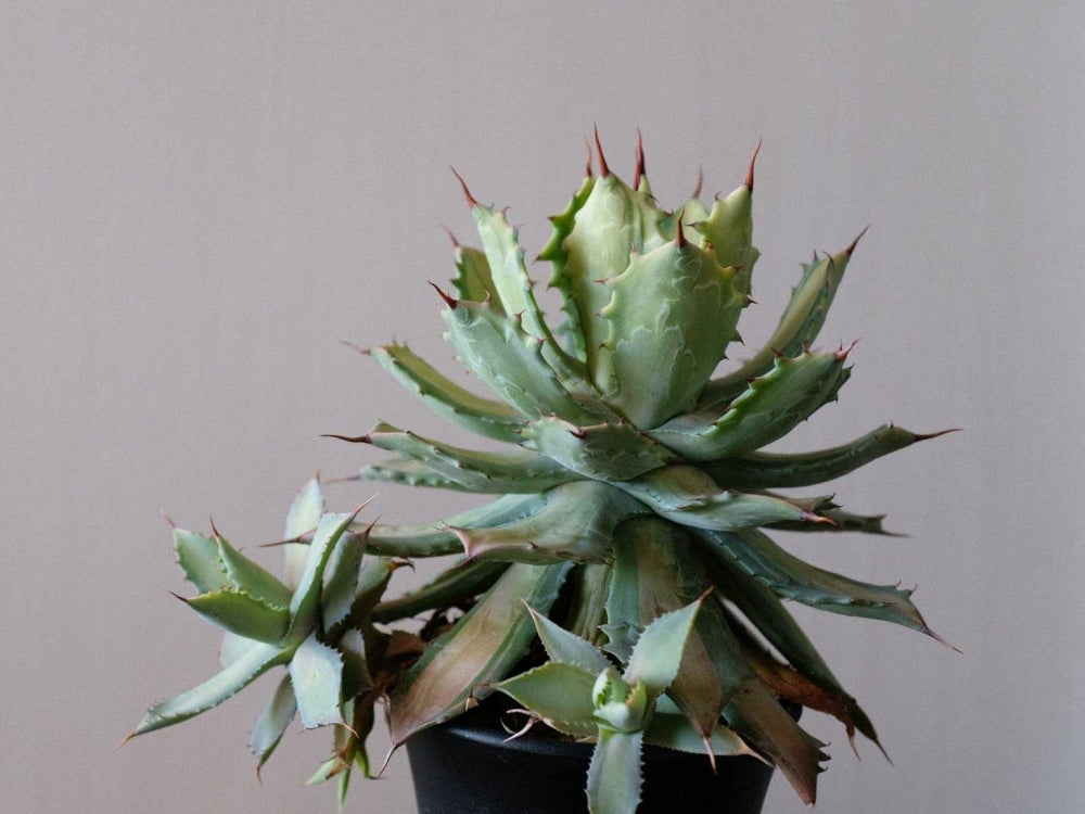 アガベの種類一覧｜地植えできる耐寒性のある品種や人気なのは？