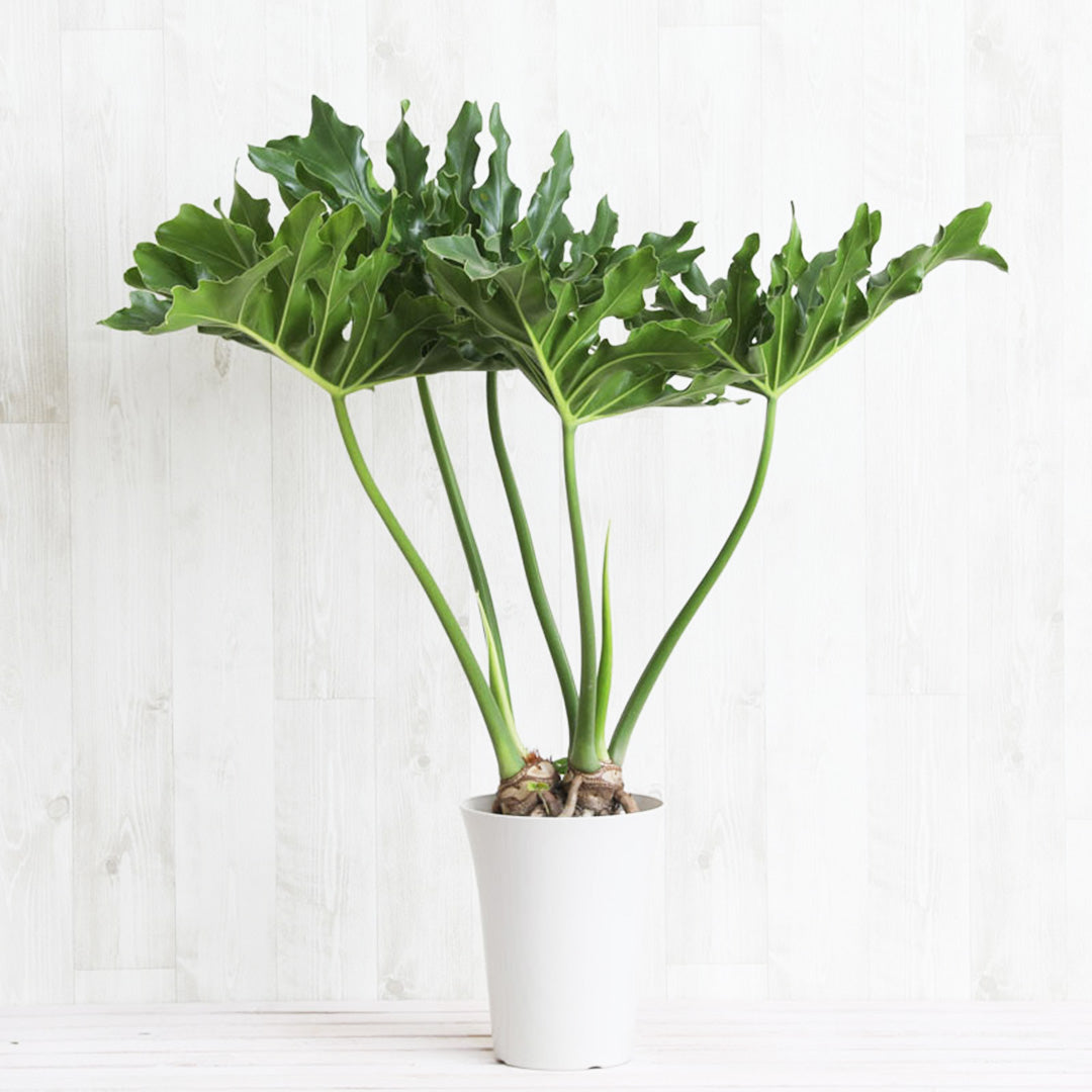 KNT3フィロデンドロン キティナ 健康カット苗 フィロデンドロンの通販