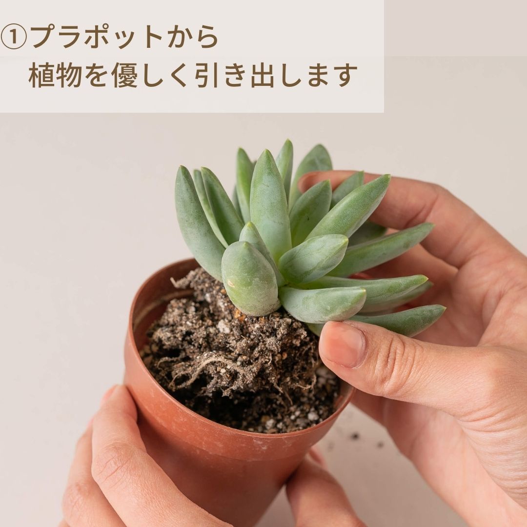 ツチラボ -農家生まれのやさしいつち-【多肉植物用】 GreenSnap