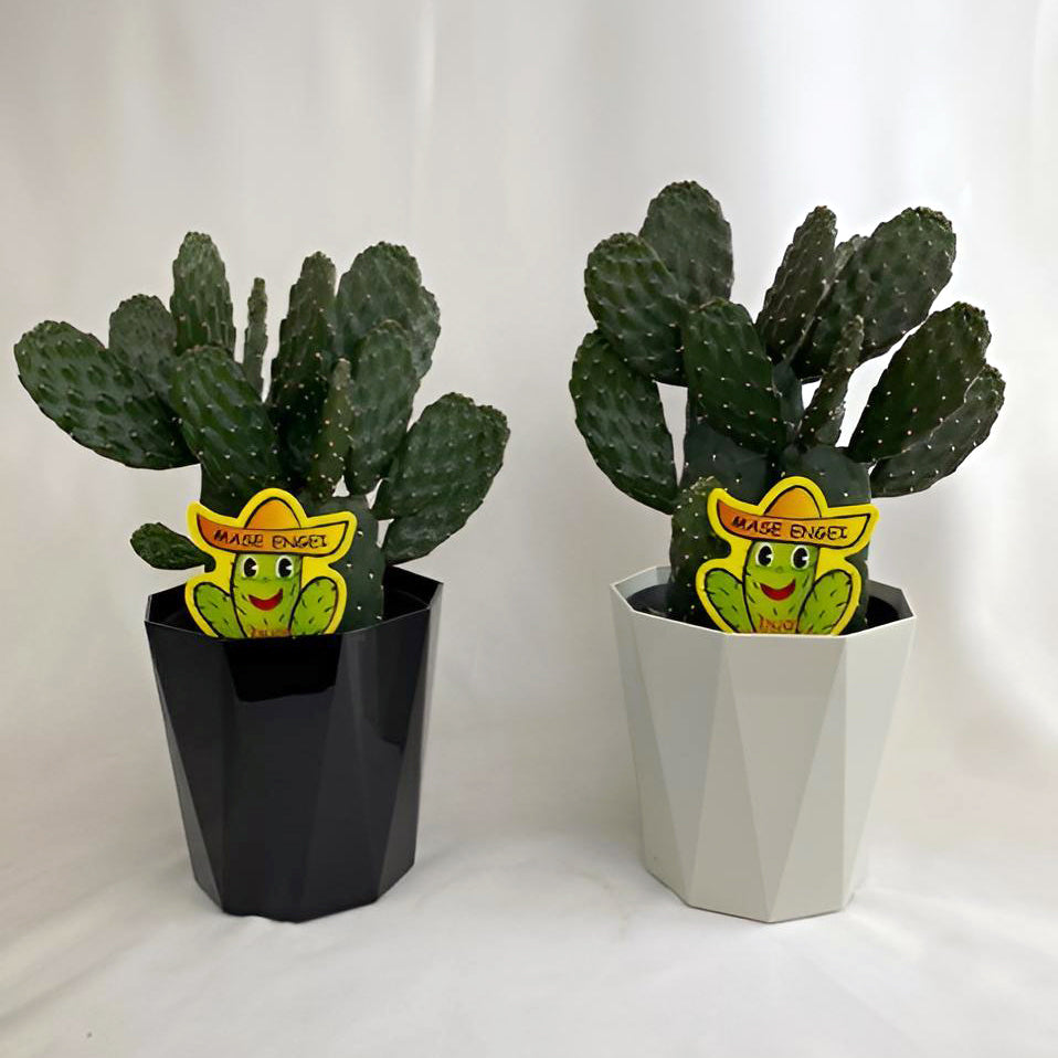 販売期間：7月30日まで】サボテン スミエボシ ブランチ 1鉢の通販