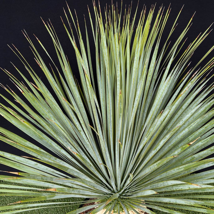 幹立】ユッカ・ロストラータ 9号 国内栽培の通販 | GreenSnap STORE