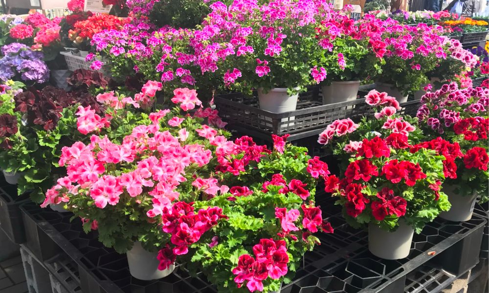 ゼラニウムの種類図鑑｜珍しい品種や人気品種一覧を写真でご紹介