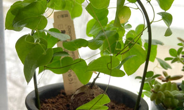 亀甲竜の通販 | 塊根植物（コーデックス）はGreenSnapSTORE