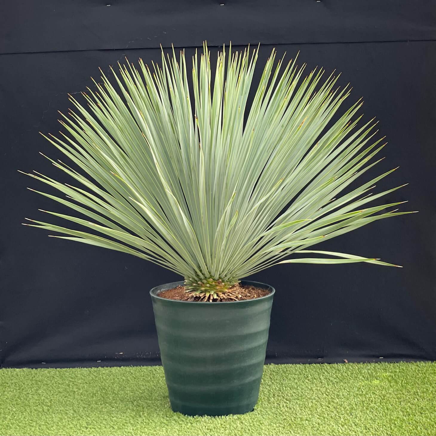 ユッカの通販 | 観葉植物はGreenSnapSTORE