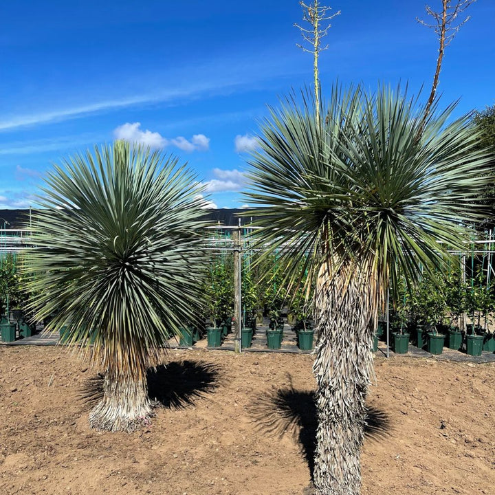 ユッカ・ロストラータ 8号 【国内栽培】の通販 | GreenSnap STORE