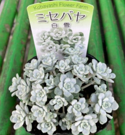 予約商品：4/22発送】白雪ミセバヤ 多肉植物 3ポットセットの通販