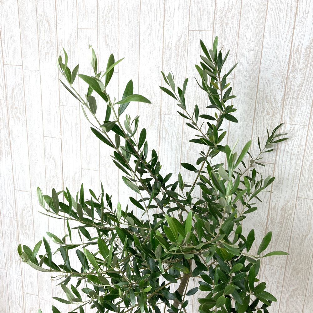 6_15_-100356.jpg?v=1628670625