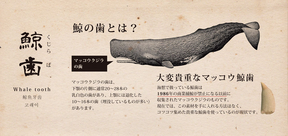 クジラ歯 フィッシュフック 【1-特大】ネックレス – 海想