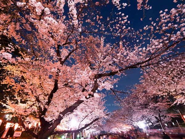 上野公園の夜桜の写真素材 [FYI01182900] | ストックフォトの Qlean