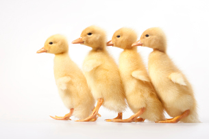 列になって進むアヒルの子の写真素材 [FYI02040059] | ストックフォト