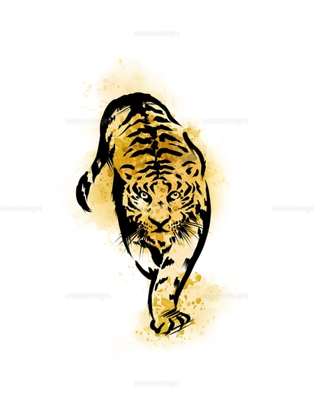 手描き水彩画の虎のイラスト素材 [FYI04879140] | ストックフォトの