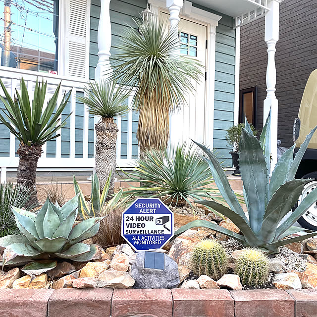 ユッカロストラータドライガーデンロックガーデン男前インテリアアガベ