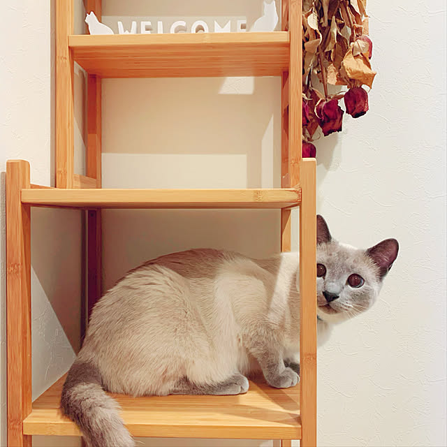 イケア RÅGRUND ローグルンド シェルフユニット - 通販 | 家具と