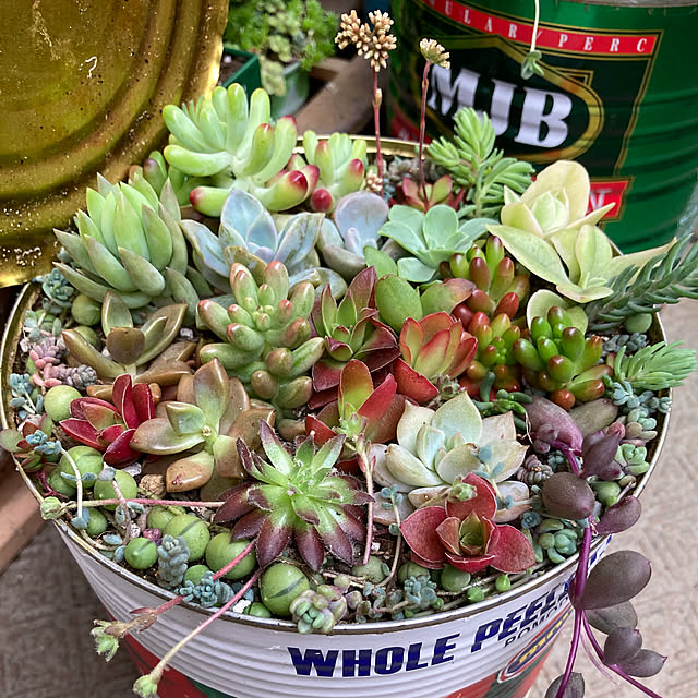 多肉寄せ植え 火祭りのインテリア実例 ｜ RoomClip（ルームクリップ）