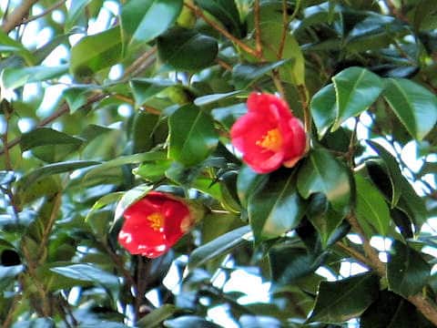 藪椿(ヤブツバキ)とは何？ わかりやすく解説 Weblio辞書