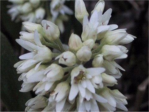 岩八手(イワヤツデ)はどんな植物？ わかりやすく解説 Weblio辞書