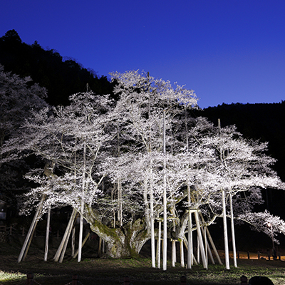 One of Japan's three big cherry trees