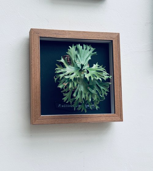 台湾 革製 P.willinckii Makigumo 巻き雲ビカクシダの額縁_ギフト