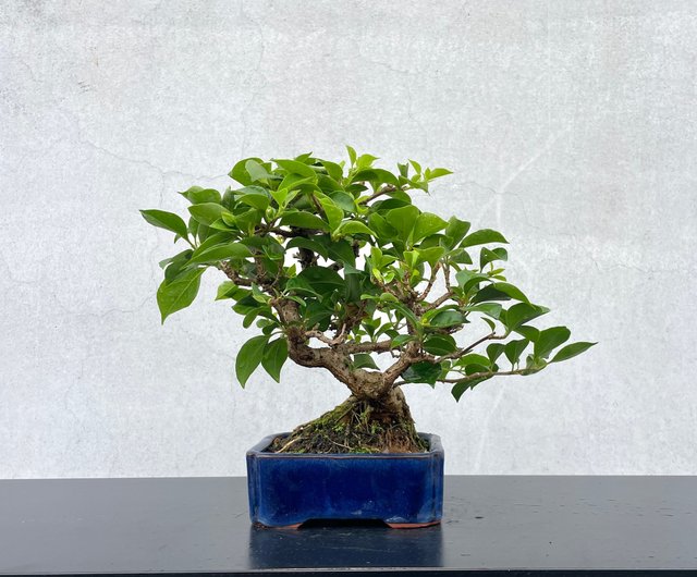 台湾 ミニ盆栽 - ブーゲンビリア 盆景 ギフト rustic-charm-bonsai
