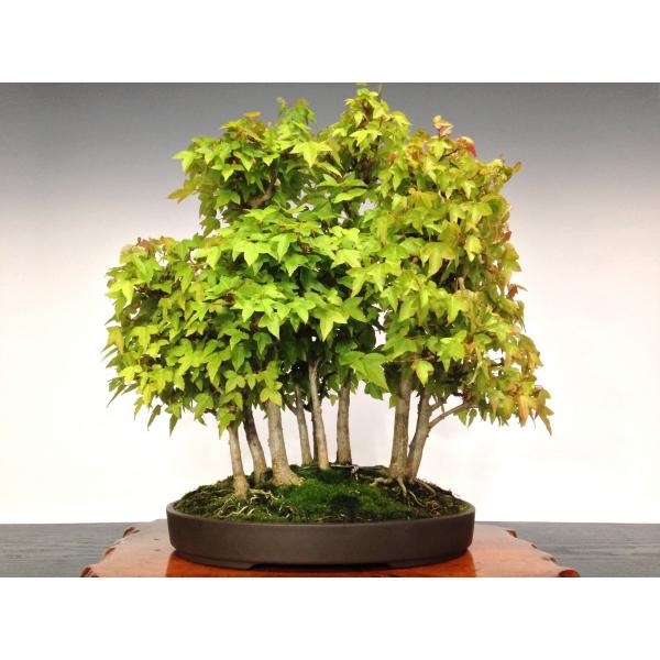 楓（カエデ） 中品盆栽 寄せ植え9幹 樹高40cm [HK0060] /【Buyee】