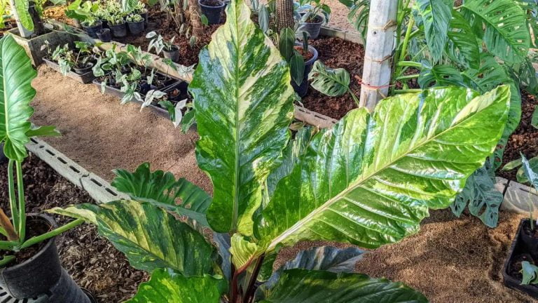 Anthurium Renaissance (Variegated) アンスリウム ルネッサンス 斑入り