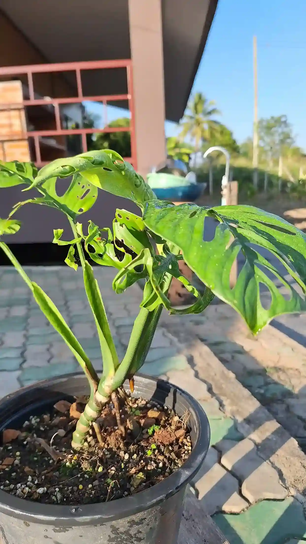 Monstera Esqueleto モンステラ エスケレート