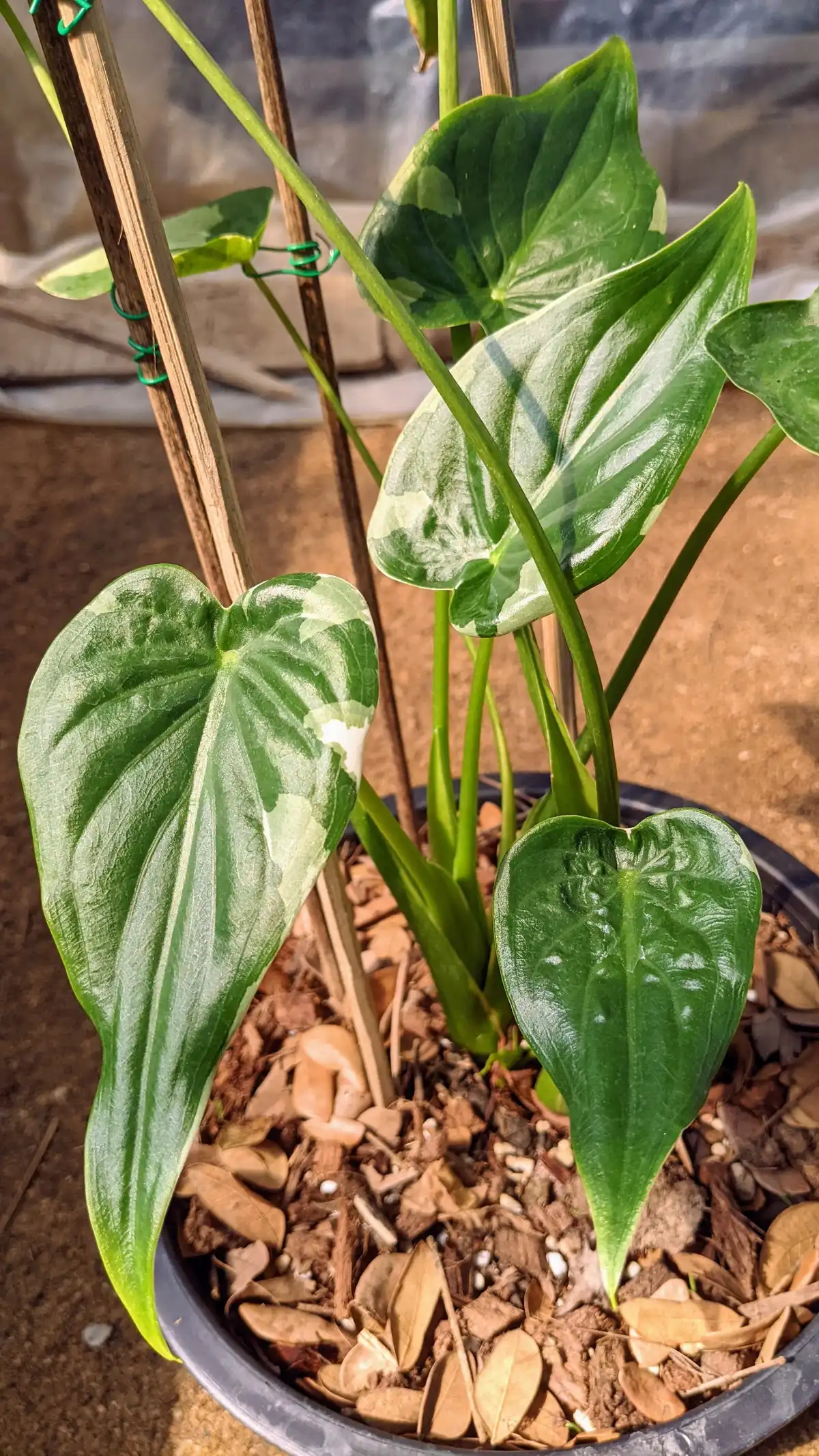 Alocasia cucullata white variegated アロカシア ククラータ 斑入り