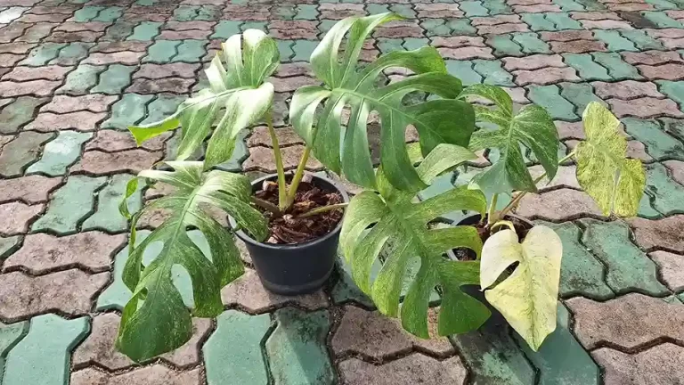 Monstera Borsigiana Mint Variegated モンステラ ボルシギアナ ミント