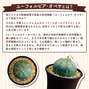 鹿嶋市産 実生ユーフォルビアオベサ（KDR-001） | 茨城県鹿嶋市