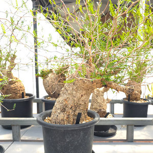 オペルクリカリア・パキプス「塊根植物の王様」(発根管理済) Z5｜観葉