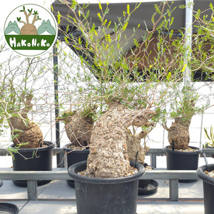 オペルクリカリア・パキプス「塊根植物の王様」(発根管理済) Z5｜観葉