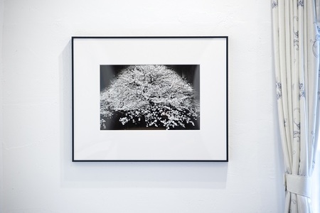 zushi art gallery森山大道写真作品「桜」（写真集『光と影』1982年