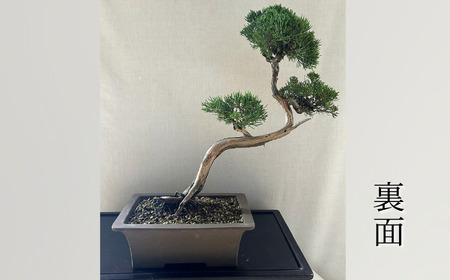 限定一点】糸魚川真柏 商品番号3 山採り木 現品限り 盆栽 貴重な糸魚川