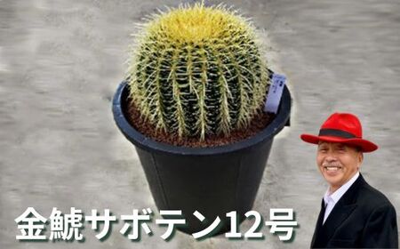 金鯱サボテン12号 植物 グリーンインテリア 緑 さぼてん村 サボテンの