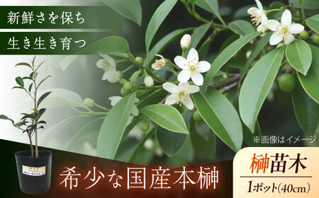 植物 福の山・榊（サカキ） 苗木（1ポット）:40cm 広島県福山市/小林