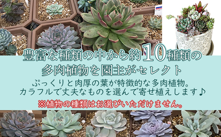 自家生産 多肉植物のオリジナル寄せ植え（約10種類） NOJ0001 | 愛媛県