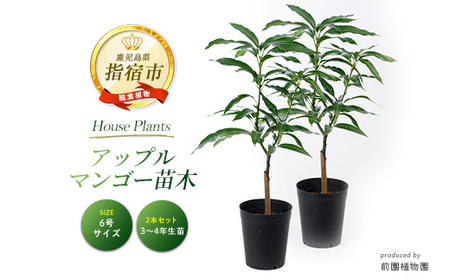 2026年1月中旬～発送【観葉植物】アップルマンゴー 苗木2本セット 6号