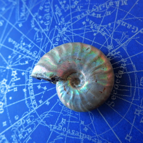 アンモナイト オパール化遊色 マダガスカル産 8.8g 化石 天然石 Stone