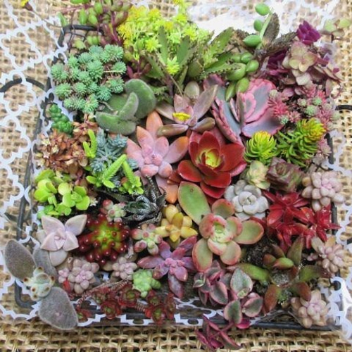 多肉植物 カット苗 根付き苗 寄せ植えに その他素材 spark garden