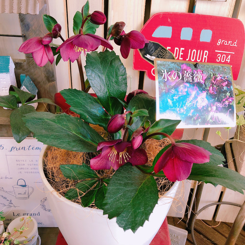 現品SALE♡【クリスマスローズ 氷の薔薇】かっこいい渋い赤系♡大きめ