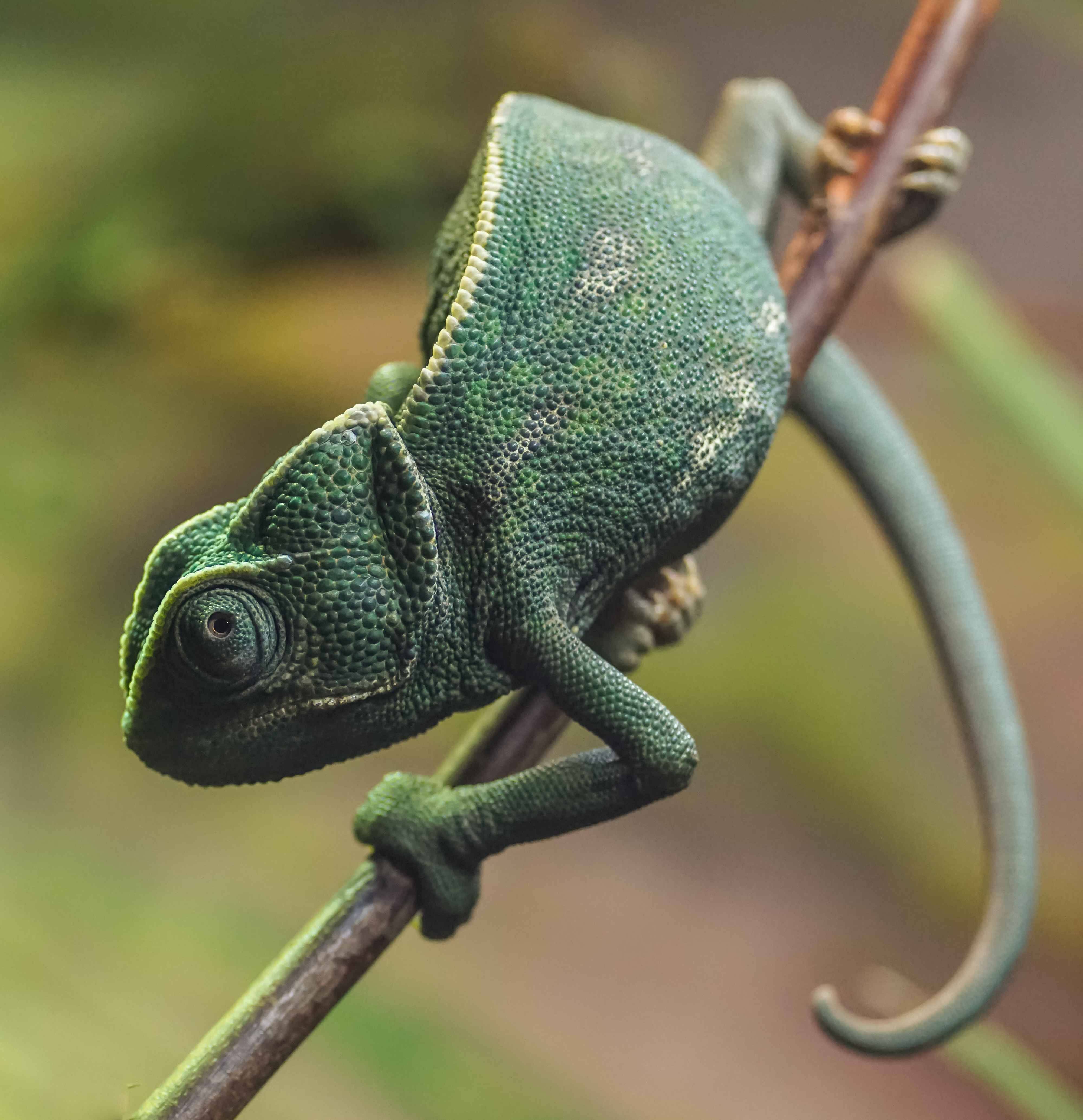 Elicar VHQ 90mm f2.5 macro | DPReview Forums