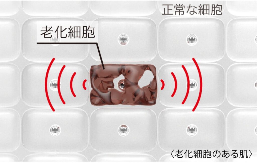 LE TEMPS | シャンソン化粧品