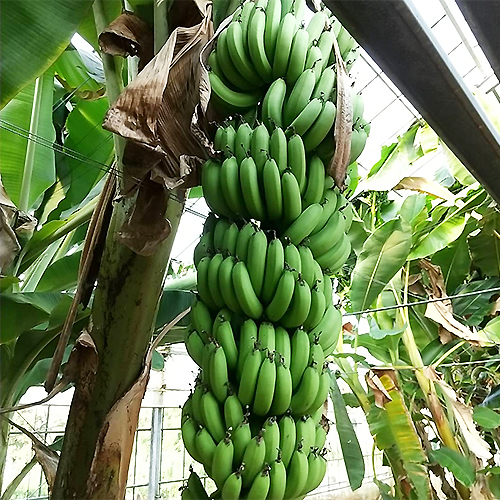 バナナの苗販売｜知多ばなな｜知多半島で育った国産バナナ