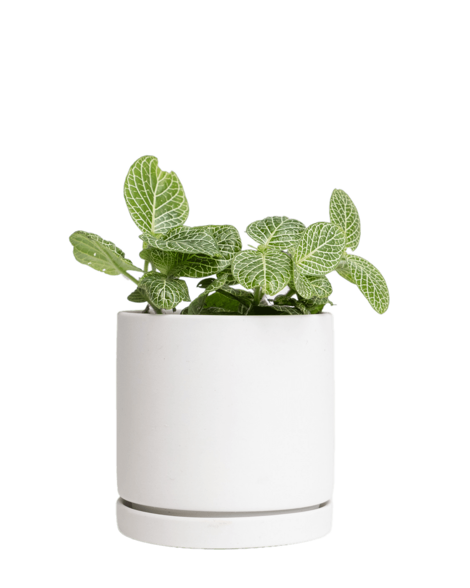 Dojo Porcelain Modern Indoor Plant Pot With Saucer Sets – Chive US