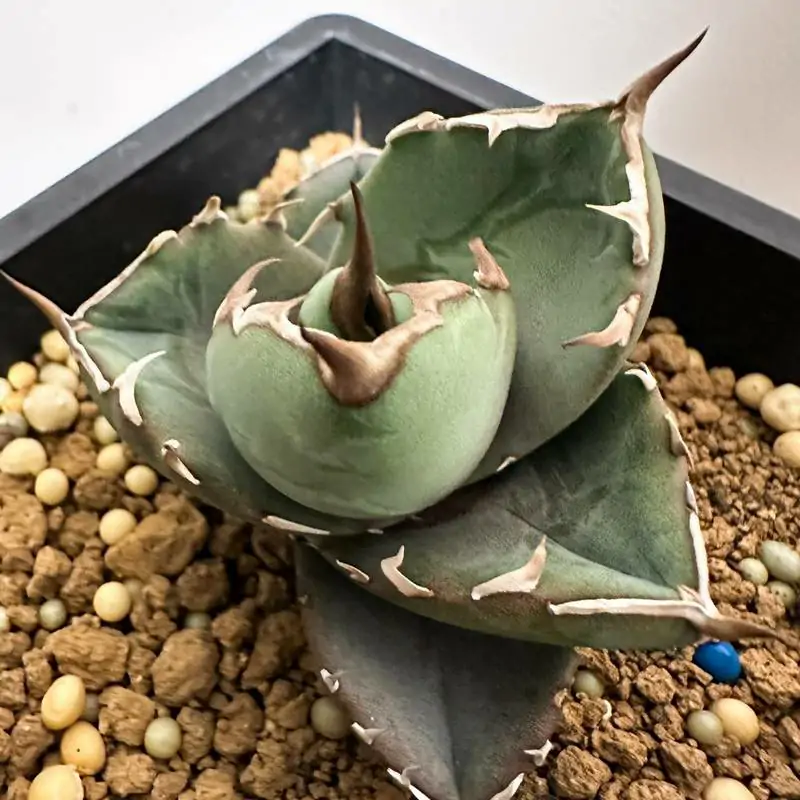 Agave Titanota Hades (Small size) – Chinacacti