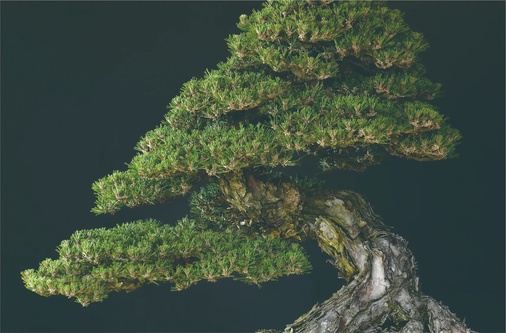 トップページ - 中西珍松園