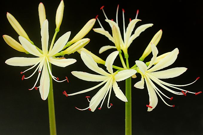 ヒガンバナ 真夏のクリスマス - 「中越植物園オンラインショップ」