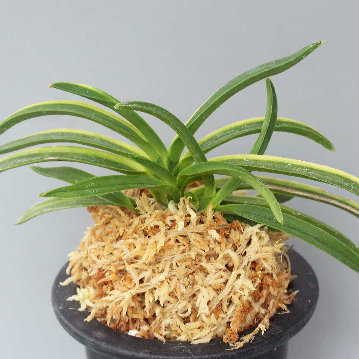 富貴蘭 青軸富嶽 (25a04) - 「中越植物園オンラインショップ」